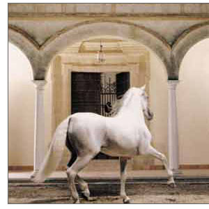 Magnos perfiles : Equus